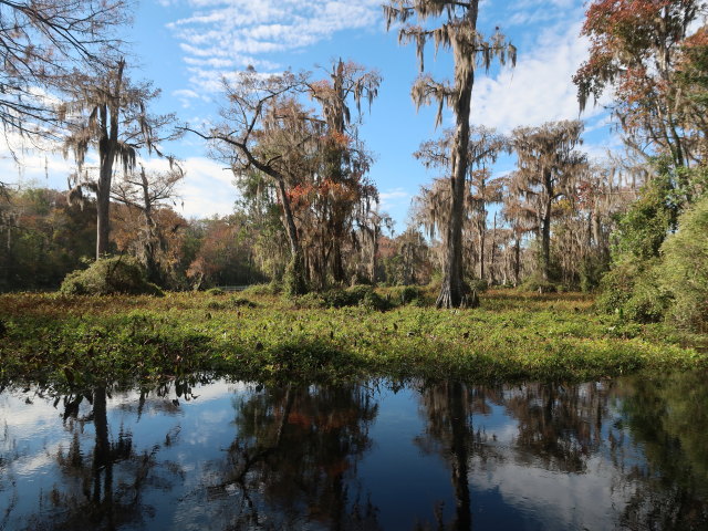 Wakulla River im Wakulla Springs State Park (23. Nov.)