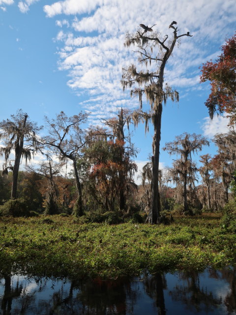 Wakulla River im Wakulla Springs State Park (23. Nov.)