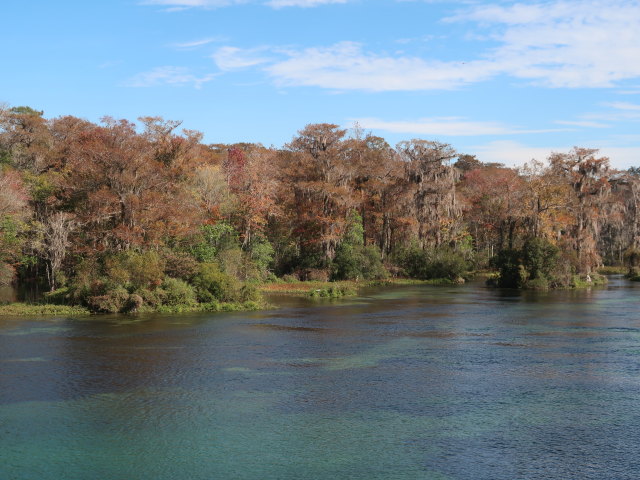 Wakulla River im Wakulla Springs State Park (23. Nov.)