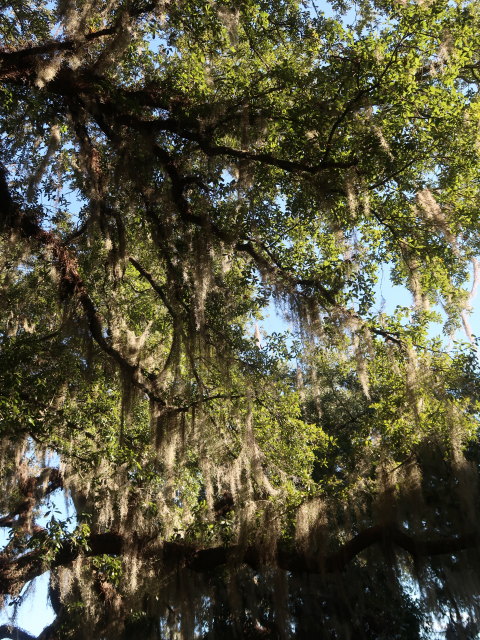 Bloxham Park in Tallahassee (23. Nov.)