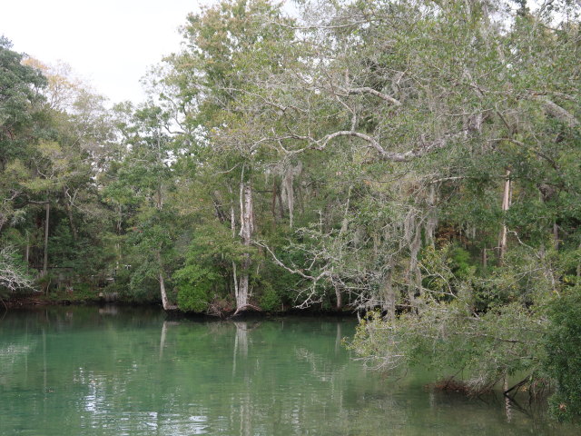 Homosassa River im Homosassa Springs Wildlife State Park (24. Nov.)