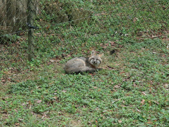 Homosassa Springs Wildlife State Park (24. Nov.)