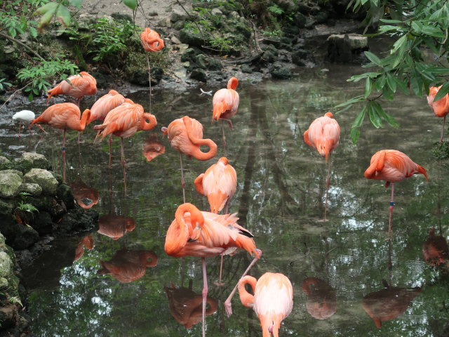 Homosassa Springs Wildlife State Park (24. Nov.)