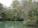Homosassa River im Homosassa Springs Wildlife State Park (24. Nov.)