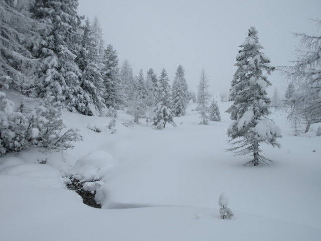 zwischen Bärwurzkaralm und Scheckkopf