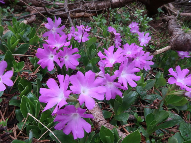 zwischen Klobentörl und Jahnkreuz