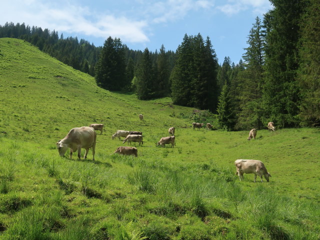 Bodenvorsäß, 1.215 m (11. Juni)