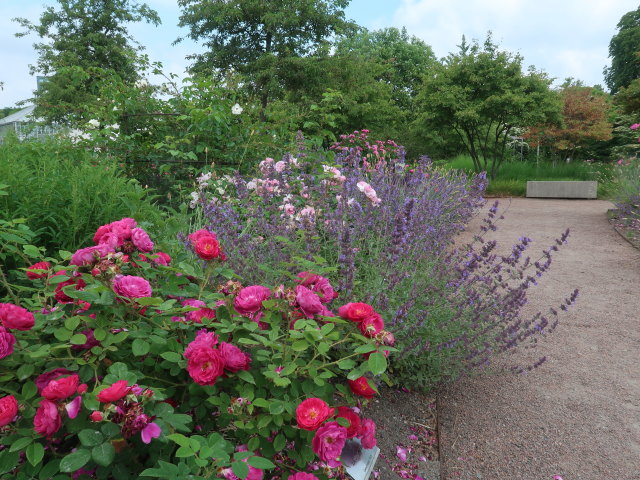 Trädgårdsföreningen in Göteborg (20. Juni)