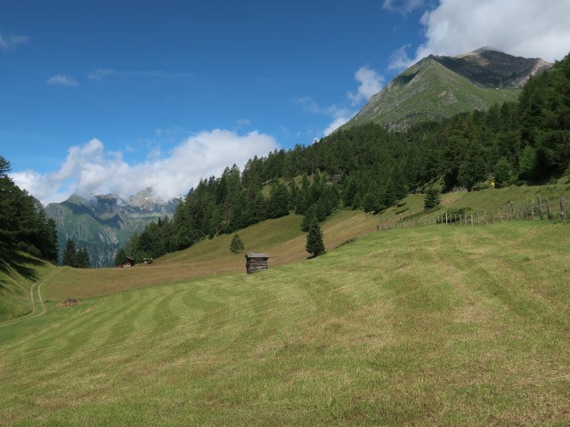 die Felder (14. Juli)