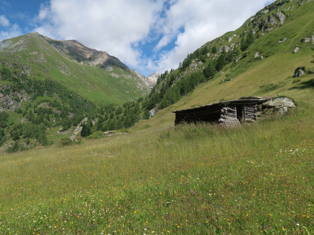 zwischen Bodenalm und Wallhorner Alm (14. Juli)