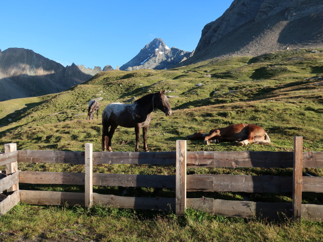 bei der Salmhütte, 2.638 m (15. Aug.)