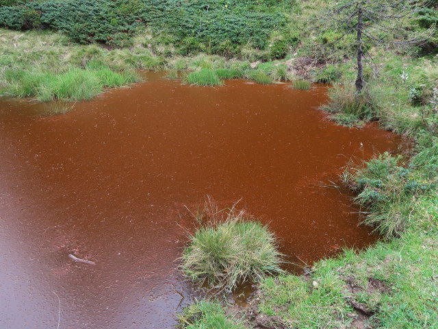 zwischen Pusarnitzer Alm und Rosseben (3. Sep.)