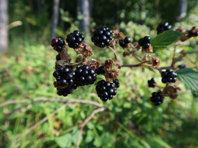 zwischen Geyersattel und Waxeneckhaus