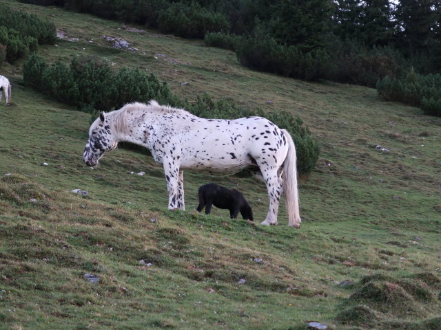 zwischen Tanzboden und Werfener Hütte (16. Sep.)