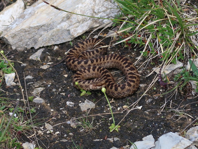 zwischen Schareck und Lapernigspitze (14. Juli)