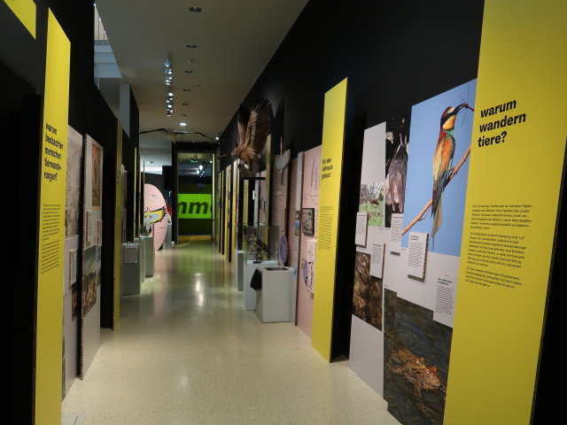 Sonderausstellung 'Tierisch mobil! Natur in Bewegung'