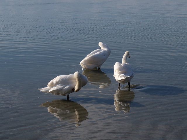 Donau zwischen Brigittenauer Brücke und Reichsbrücke