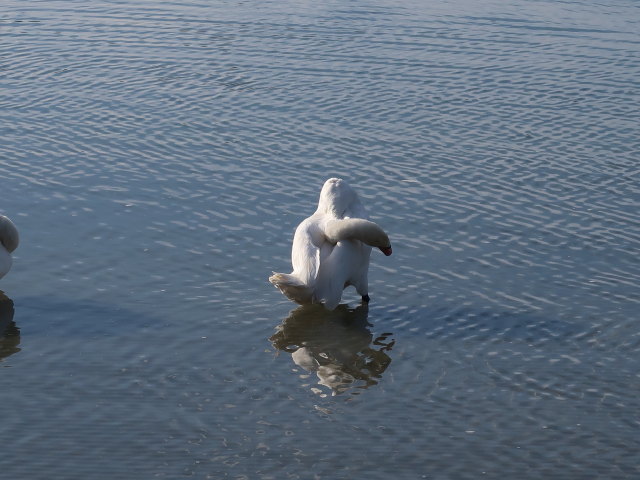Donau zwischen Brigittenauer Brücke und Reichsbrücke