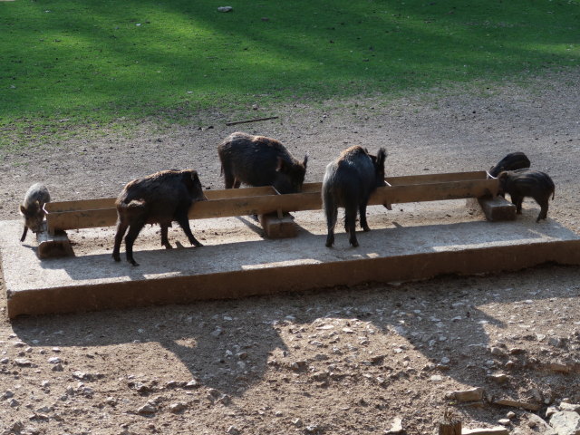 Wildschweinfutterstelle