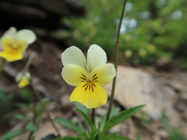 zwischen Mieslingtal und St. Michael