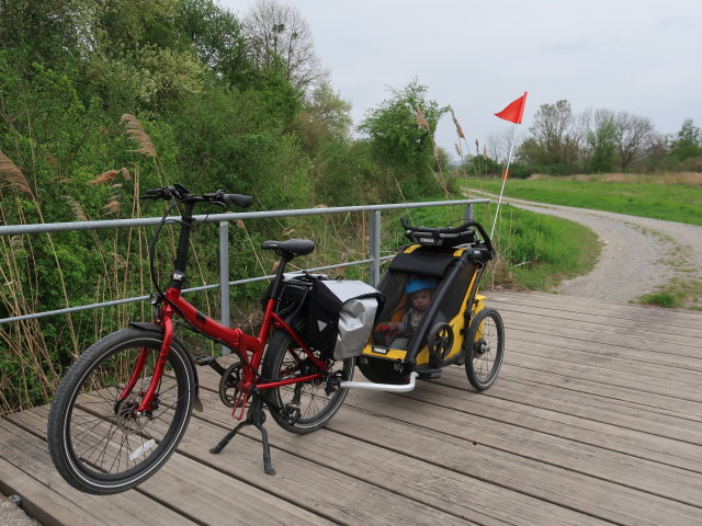 Nils zwischen zwischen Engelhartstetten und Haringsee