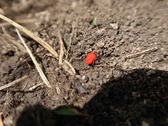 zwischen Großem Maiereck und Sauboden