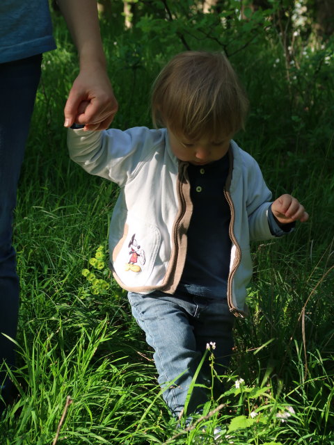 Nils am Feuersteinberg, 507 m