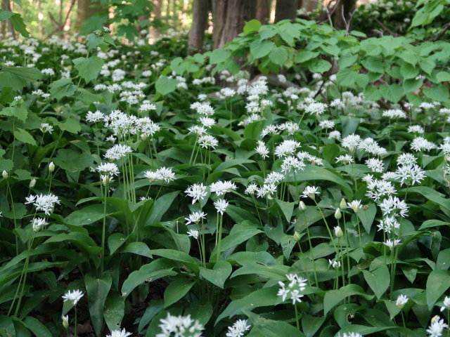 zwischen Deutschwald und Rechenfeld