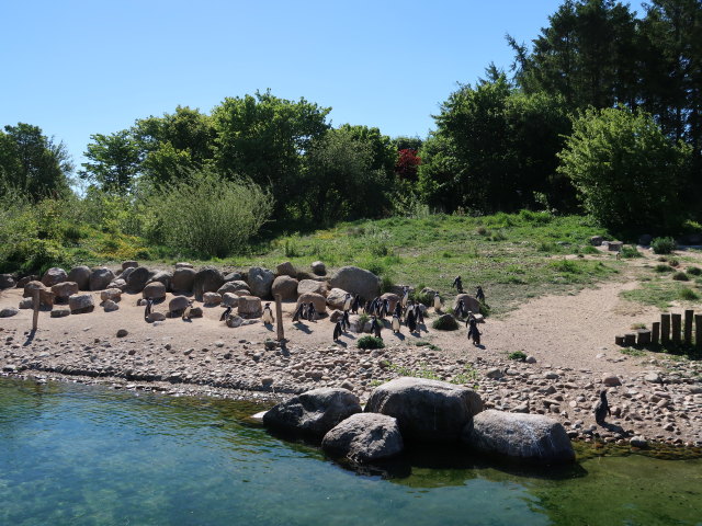 Humboldtpinguine im Givskud Zoo in Give (20. Mai)