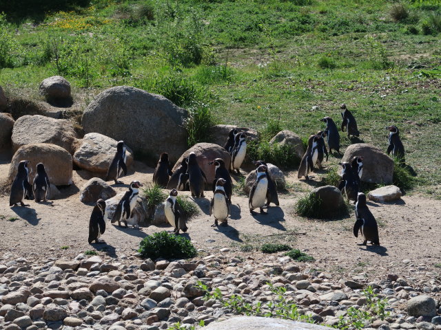 Humboldtpinguine im Givskud Zoo in Give (20. Mai)