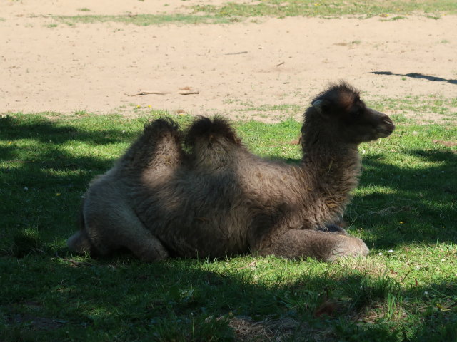 Baktrisches Kamel im Givskud Zoo in Give (20. Mai)