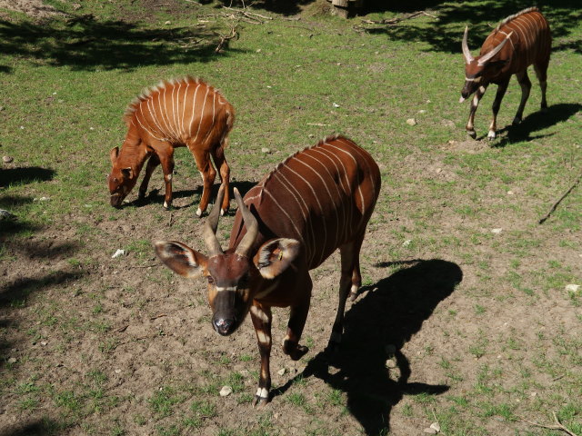 Bongos im Givskud Zoo in Give (20. Mai)