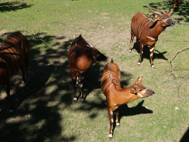 Bongos im Givskud Zoo in Give (20. Mai)