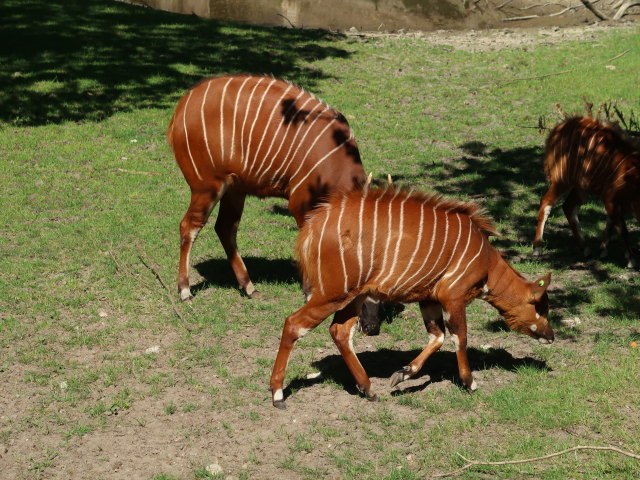Bongos im Givskud Zoo in Give (20. Mai)