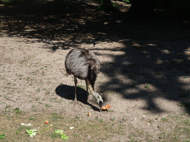 Strauss im Givskud Zoo in Give (20. Mai)