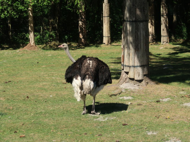 Nandu im Givskud Zoo in Give (20. Mai)
