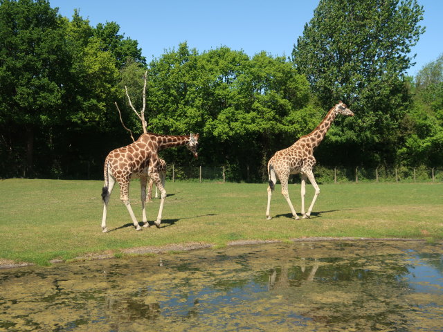 Rothschildgiraffen im Givskud Zoo in Give (20. Mai)