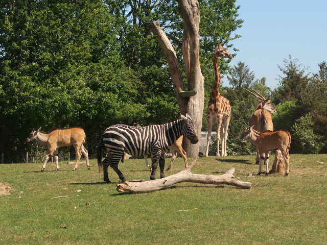 Afrikanische Tiere im Givskud Zoo in Give (20. Mai)