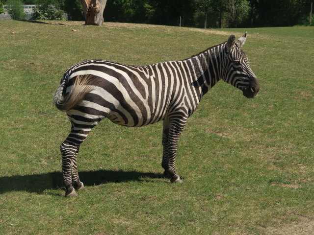 Steppenzebra im Givskud Zoo in Give (20. Mai)