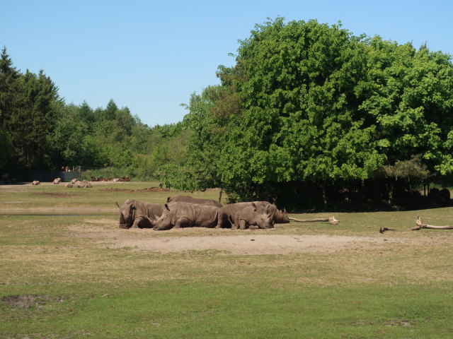 Breitmaulnashörner im Givskud Zoo in Give (20. Mai)