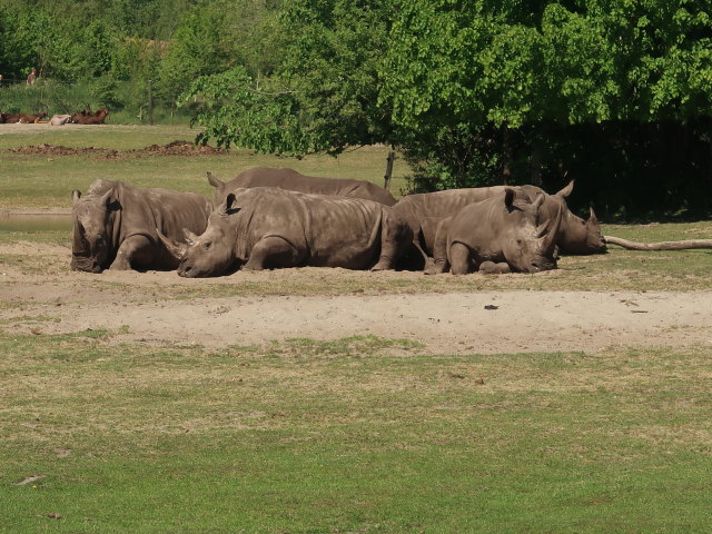 Breitmaulnashörner im Givskud Zoo in Give (20. Mai)