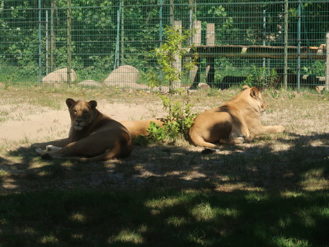 Löwen im Givskud Zoo in Give (20. Mai)