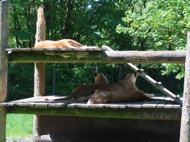 Löwen im Givskud Zoo in Give (20. Mai)