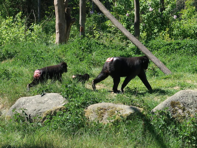 Schopfaffen im Givskud Zoo in Give (20. Mai)