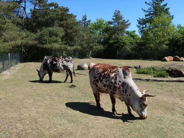 Zwergzebus im Givskud Zoo in Give (20. Mai)