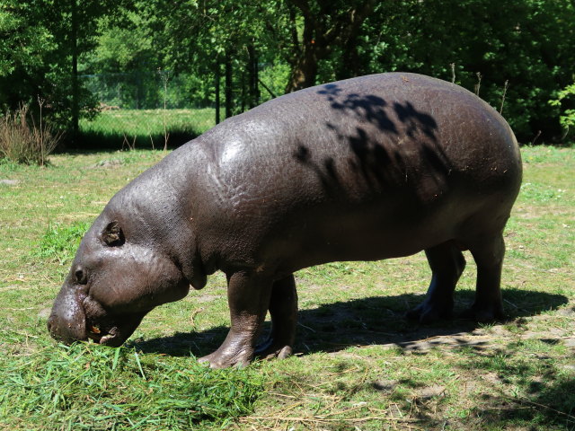 Zwergflusspferd im Givskud Zoo in Give (20. Mai)