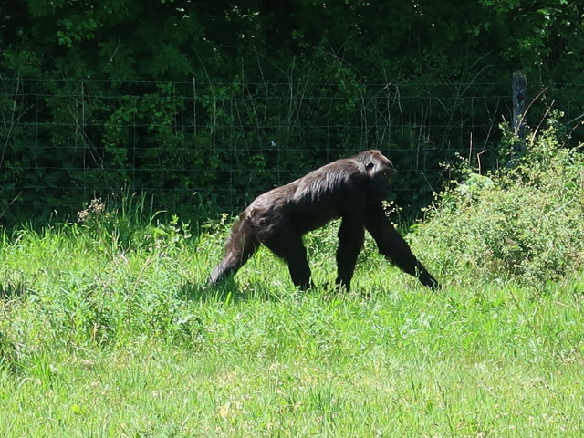 Westlicher Flachlandgorilla im Givskud Zoo in Give (20. Mai)
