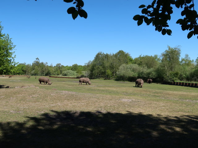 Breitmaulnashörner im Givskud Zoo in Give (20. Mai)