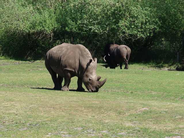 Breitmaulnashörner im Givskud Zoo in Give (20. Mai)