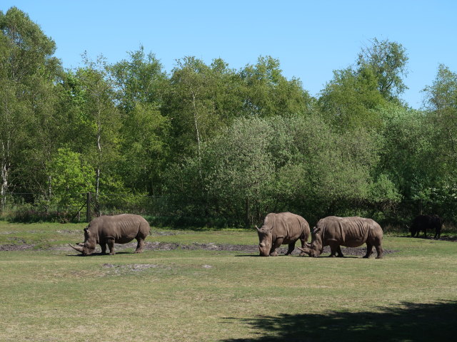Breitmaulnashörner im Givskud Zoo in Give (20. Mai)